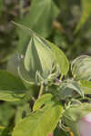 Swamp rosemallow